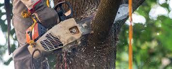 Best Commercial Tree Services  in Sanger, CA